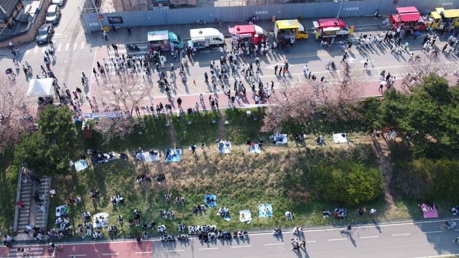 Cheongju Cherry Blossom and Food Truck Festival (벚꽃과 함께하는 청주 푸드트럭 축제)
