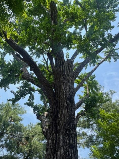 Ginkgo Tree at the Fortress Well Site (성주우물터 은행나무)