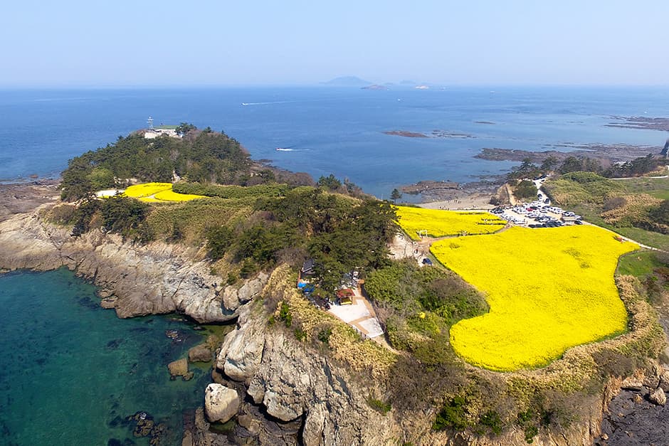 Suseongdang Canola Field (수성당유채꽃)