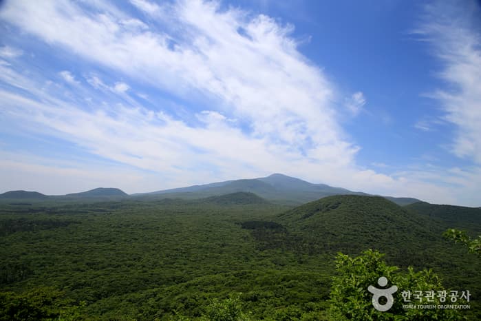 Saryeoni Forest Trail (사려니숲길)