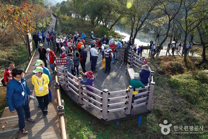 Red Leaf Willow Habitat (왕버드나무군락지)