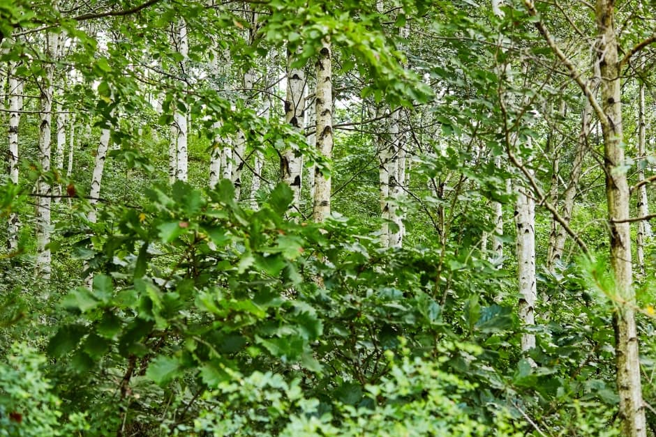 Cheongsong Premium Birch Forest (청송 자작나무 명품숲)