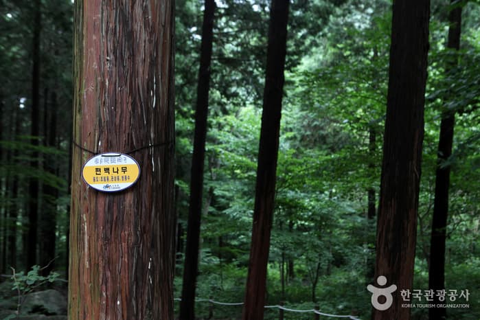 Chungnyeongsan Mountain (축령산)
