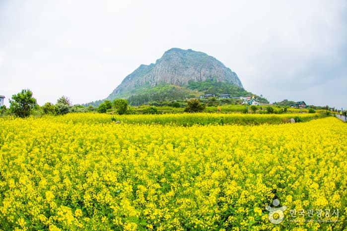 Sanbangsan Mountain (Jeju) (산방산(제주))