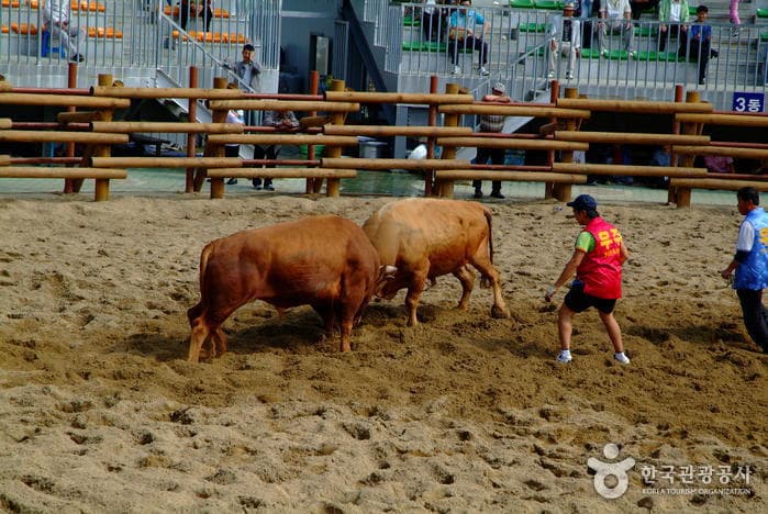 Jinju Bullfighting Arena (진주소싸움경기장)