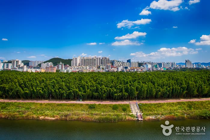 The Taehwagang National Garden and Simni Bamboo Grove (Milky Way Trail) (태화강 국가정원 십리대숲 (은하수길))