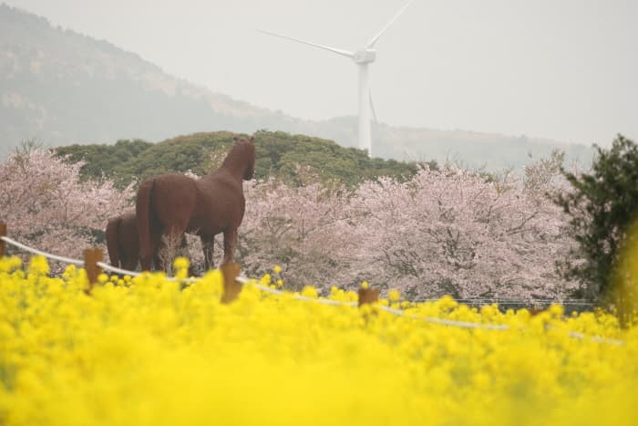 Seogwipo Gasiri Village (Noksan-ro Canola Flower Road) (서귀포 가시리마을 (녹산로 유채꽃도로))
