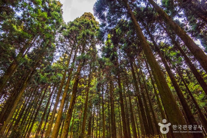 Saryeoni Forest Trail (사려니숲길)