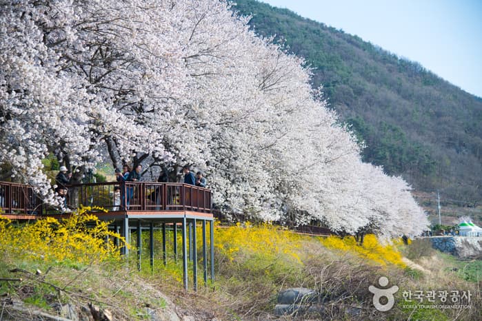 Gurye Seomjingang Cherry Blossom Trail (구례 섬진강 벚꽃길)