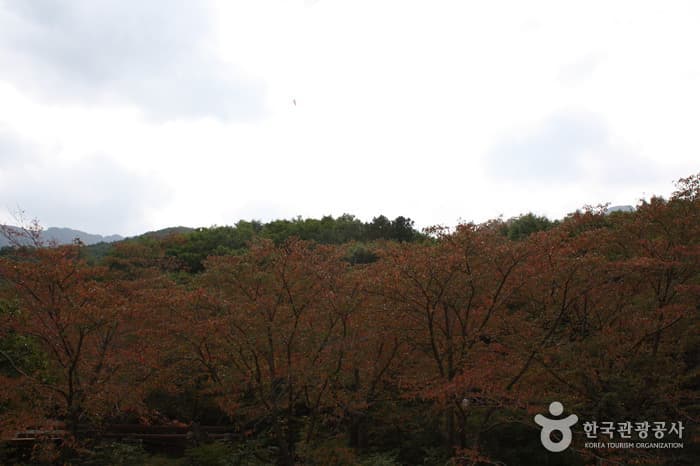 Sinbulsan County Park (신불산군립공원)
