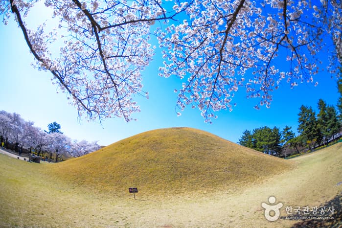 Gyeongju Daereungwon Ancient Tomb Complex (경주 대릉원 일원)