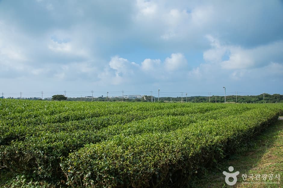 Seogwang Tea Garden (서광차밭)