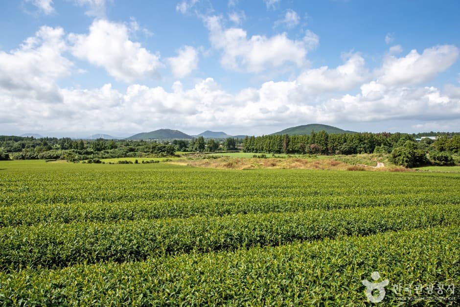 Seongeup Green Tea Village (성읍녹차마을)