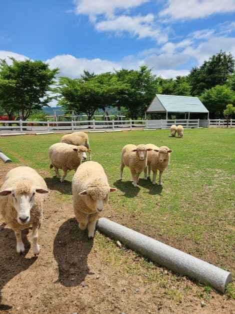 Pony Land (포니랜드)