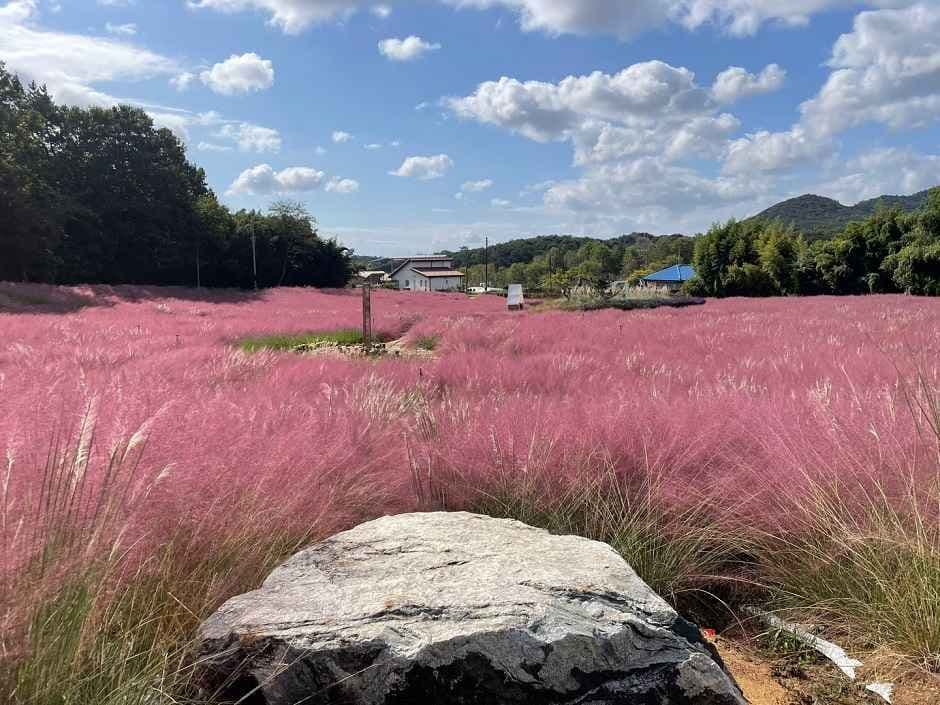 Gochang Blue Farm (고창 청농원)