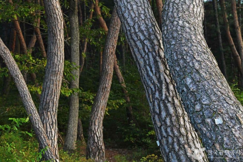 Magoksa Natural Pine Forest Trail (마곡사 천연송림욕장)