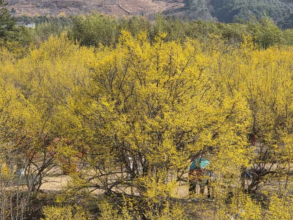 Gurye Sansuyu Festival (구례산수유꽃축제)