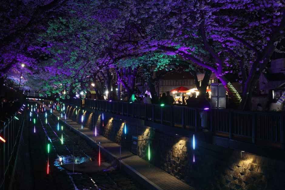 Jinhae Gunhangje Festival (진해군항제)