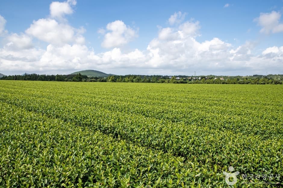 Seongeup Green Tea Cave (성읍녹차동굴)