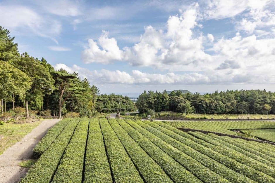 Seogwi Dawon (서귀다원)