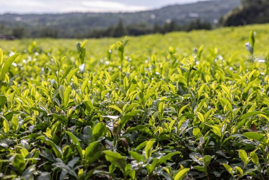 Seogwi Dawon (서귀다원)