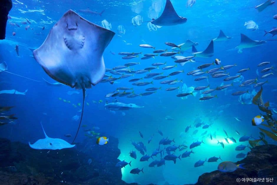 Aqua Planet Ilsan (아쿠아플라넷 일산)