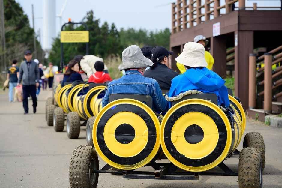 Jeju Canola Flower Festival (서귀포유채꽃축제)