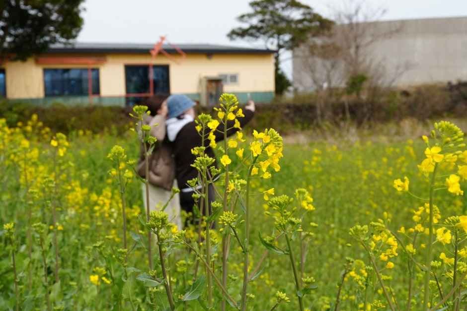 Jeju Canola Flower Festival (서귀포유채꽃축제)