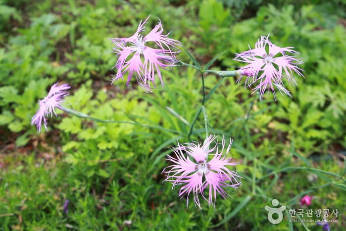 Gayasan Wildflower Botanical Garden (가야산 야생화식물원)