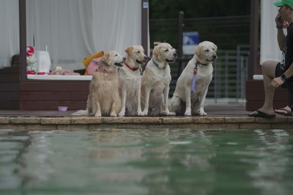 d.forest (강아지숲)