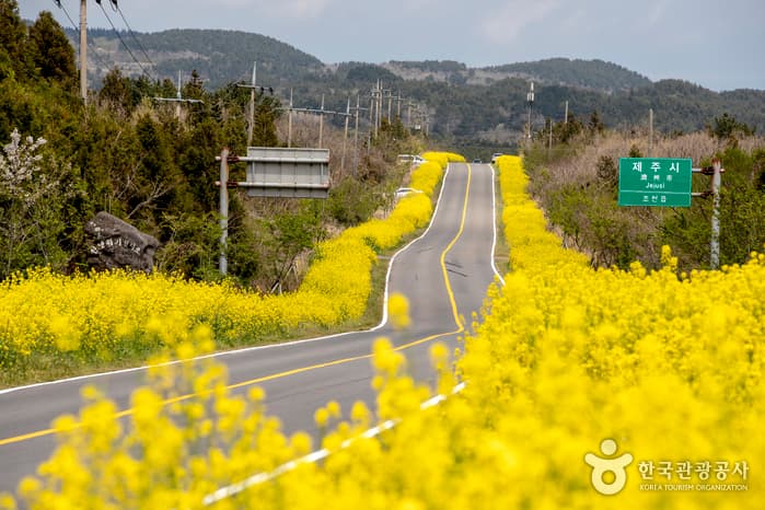 Seogwipo Gasiri Village (Noksan-ro Canola Flower Road) (서귀포 가시리마을 (녹산로 유채꽃도로))