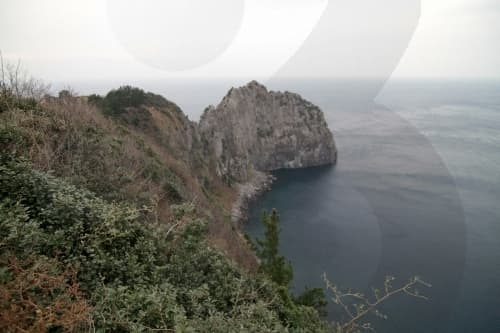 Turtle Rock & Natural Wild Juniper Habitat (거북바위 및 향나무 자생지 (울릉도, 독도 국가지질공원))