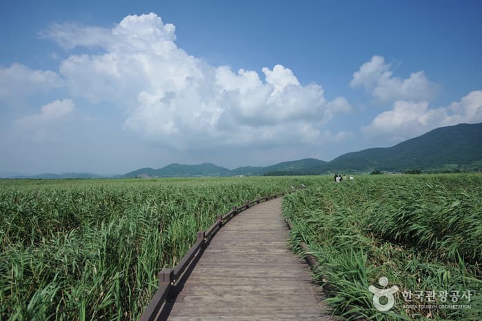 Suncheonman Wetland (순천만습지)