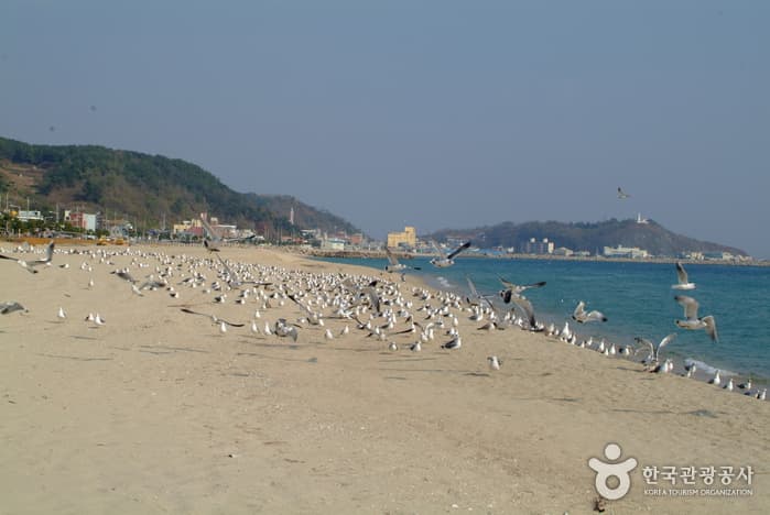 Hupo Beach (후포해수욕장)