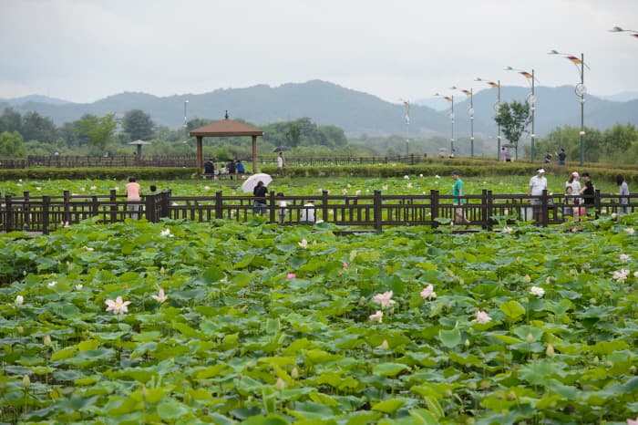 Jocheon Lotus Park (조천연꽃공원)