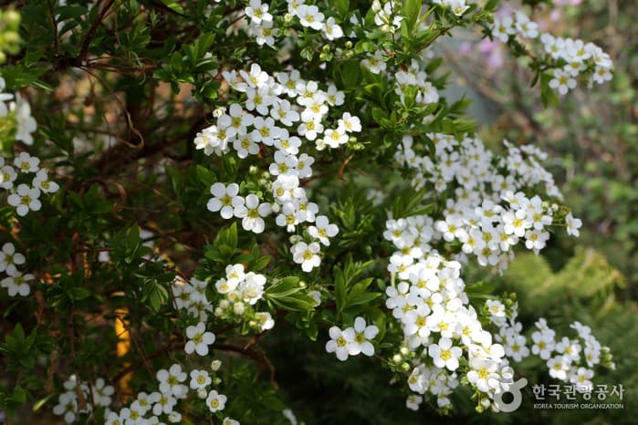 Hwaseong City Botanic Garden (화성시 우리꽃 식물원)