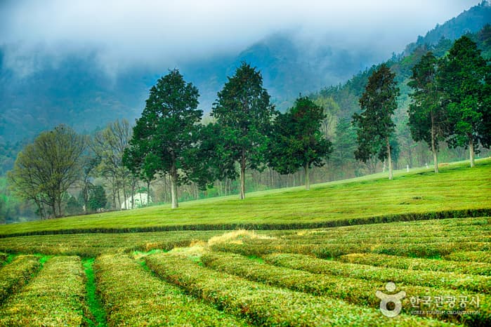 Daehan Dawon Tea Plantation (대한다원)