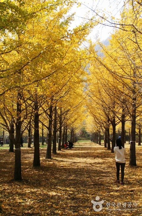 Hongcheon Ginkgo Forest (홍천 은행나무숲)