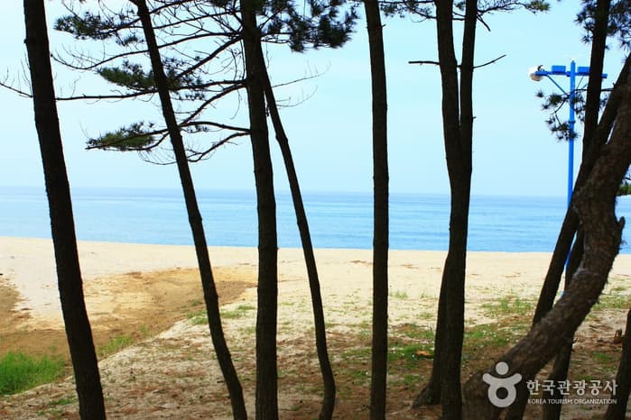 Samcheok Ocean Railbike (삼척 해양레일바이크)