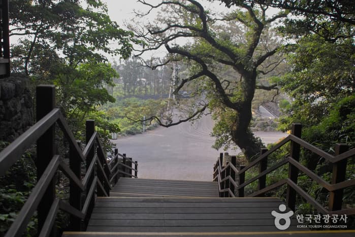 Geumsan Park (Nabeup Subtropical Forest Zone) (금산공원 (납읍난대림지대))