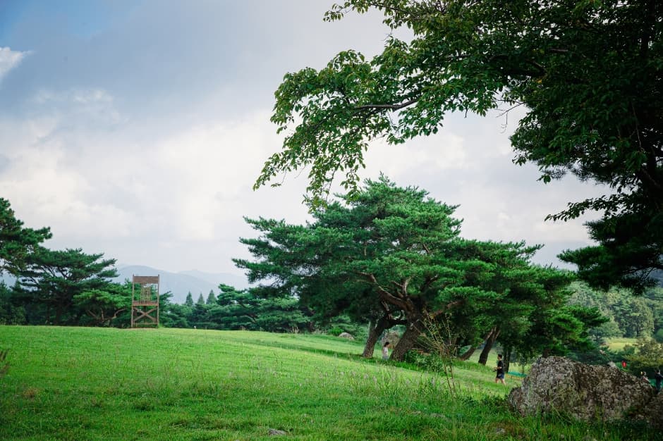 Hwarang Hill (화랑의언덕)