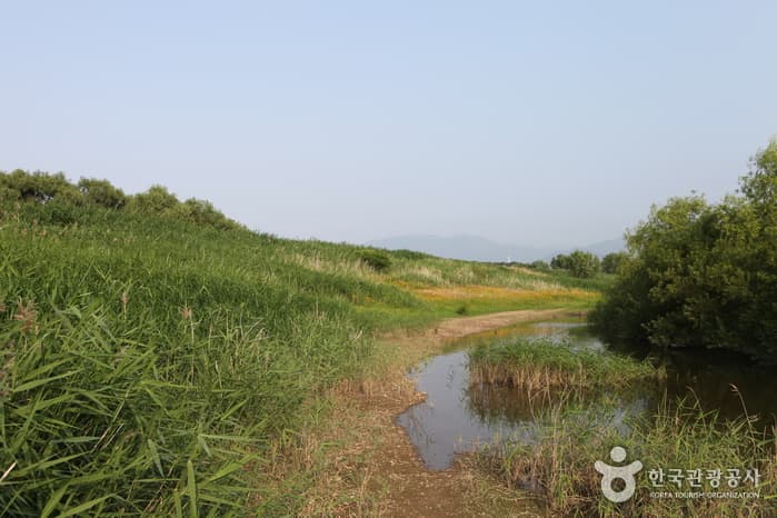 Dalseong Marsh (대구 달성습지)