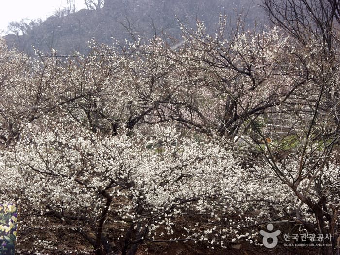 Gwangyang Maehwa Village (광양 매화마을)