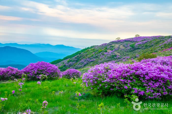 Sancheong Hwangmaesan Mountain (황매산(산청))