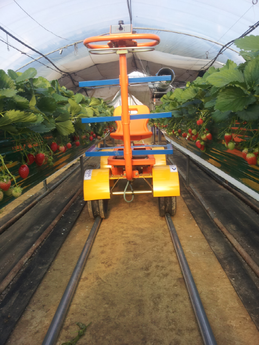 Uncle Strawberry’s Farm (논산 딸기삼촌농장)