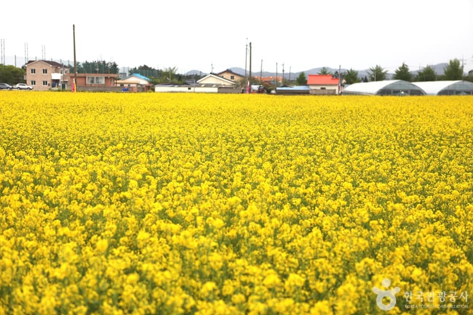 Samcheok Maengbang Yuchaekkot Village (삼척 맹방유채꽃 마을)