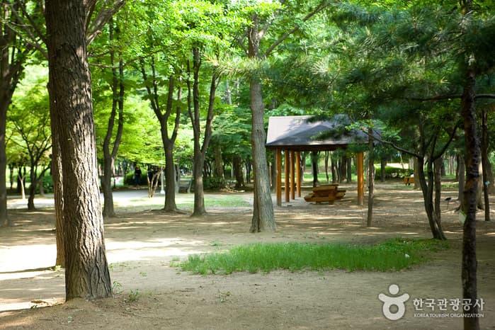 Maeheon Citizen's Forest (매헌시민의 숲)