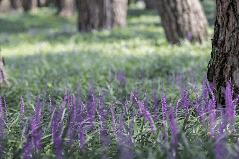 Sangju Maengmundong Pine Forest (상주 맥문동 솔숲)