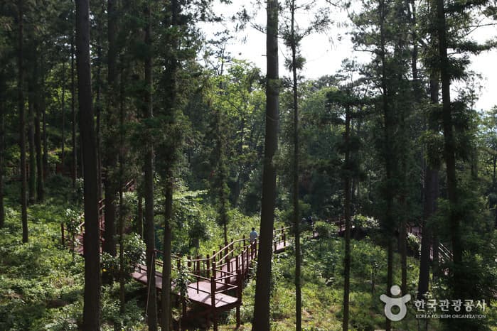 Jeongnamjin Cypress Forest Woodland (정남진 편백숲 우드랜드)