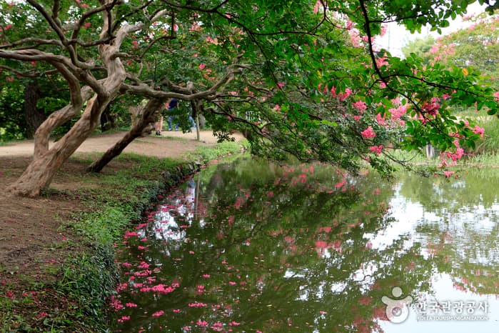 Myeongokheon Garden (담양 명옥헌 원림)